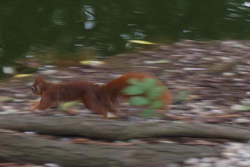 Rasendes Eichhörnchen im Luisenpark...bald ist Wintervorrat zu sammeln!